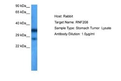 RNF208 Rabbit anti-Human, Polyclonal, Novus Biologicals 0.1 mL | Buy Online | Novus Biologicals | Fisher Scientific